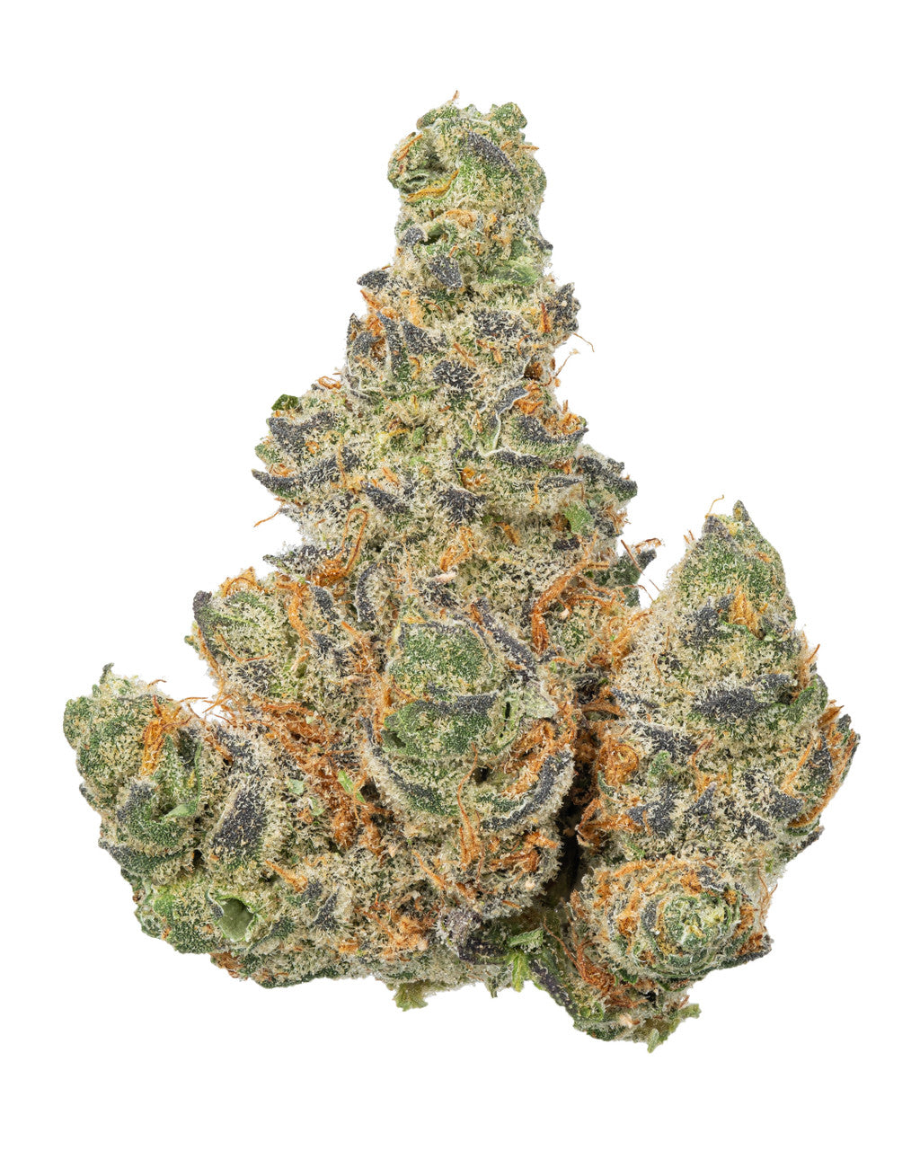 Gelato Cream Hybrid