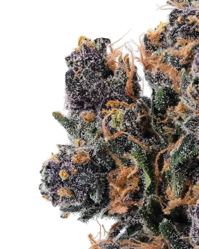 Granddaddy Purple Premium Cannabis Flower Siesta G