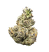 Premium Flower Gruntz Hybrid Siesta G  Siesta G Dispensary