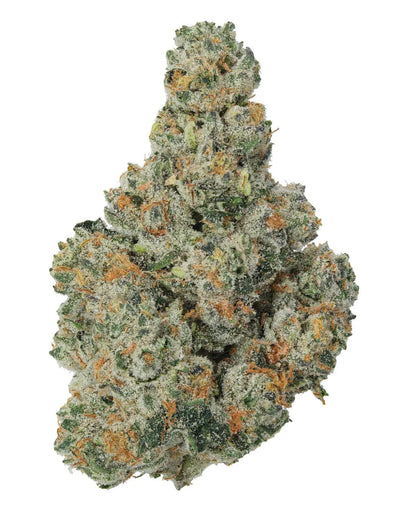 Premium Flower Jet Fuel Gelato Hybrid Siesta G  Siesta G Dispensary