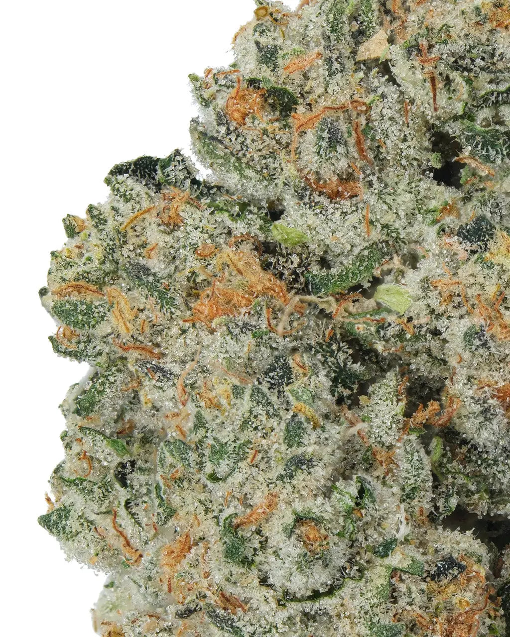 Premium Flower Jet Fuel Gelato Hybrid Siesta G  Siesta G Dispensary