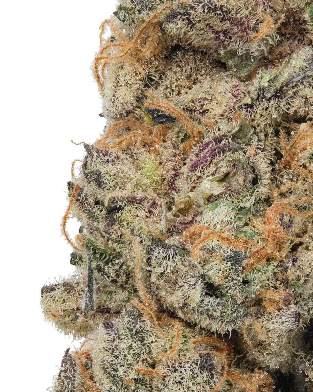 Premium Flower Kings Kush Indica Siesta G Siesta G Dispensary