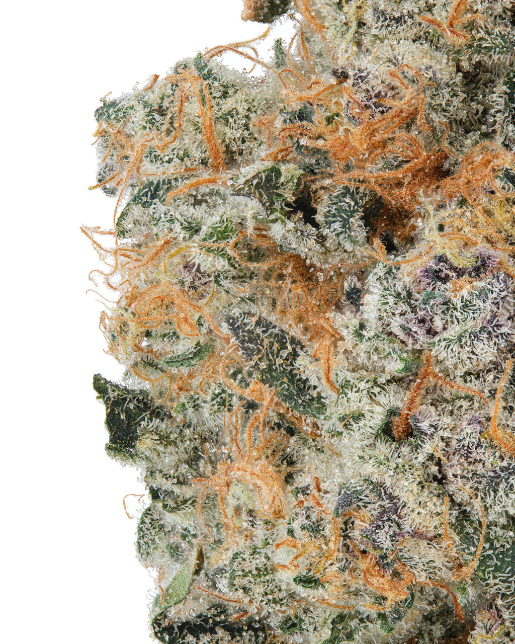 Premium Flower Lemon Tart Sativa Siesta G Dispensary Siesta G