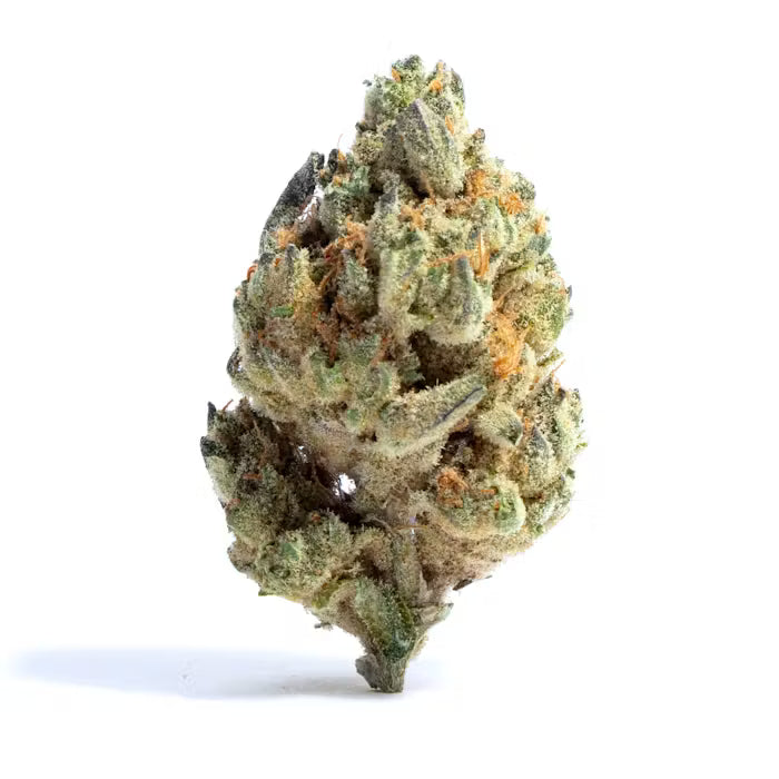 Premium Flower Medellin Hybrid Budzburn Siesta G Dispensary