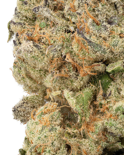 Premium Flower Mule Fuel Indica Siesta G Dispensary Siesta G