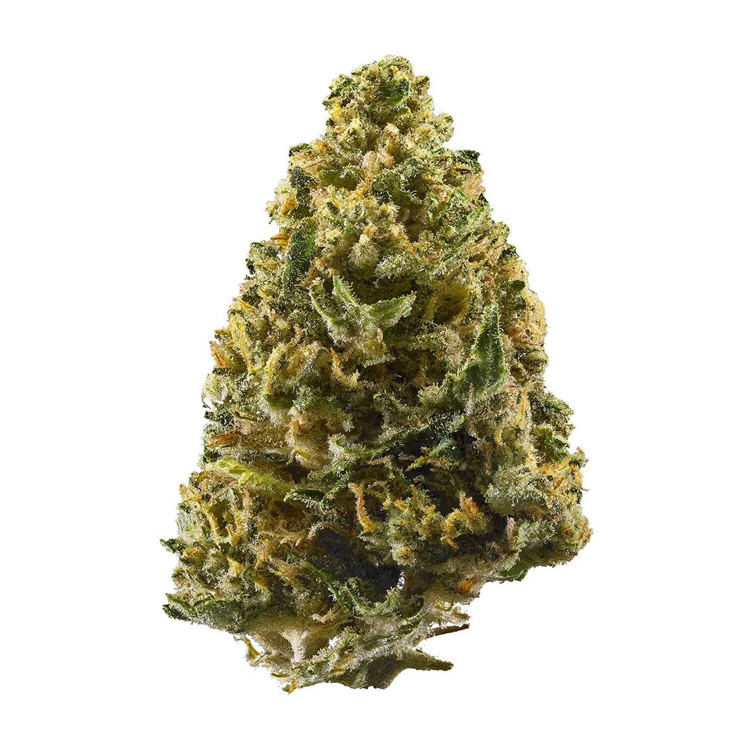 Premium Flower Northern Lights Indica Siesta G  Siesta G Dispensary