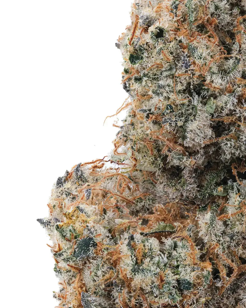OG Kush Indoor Premium Cannabis Flower Siesta G Dispensary