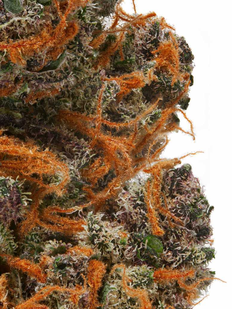 Pink Panther Indoor Premium Flower Siesta G