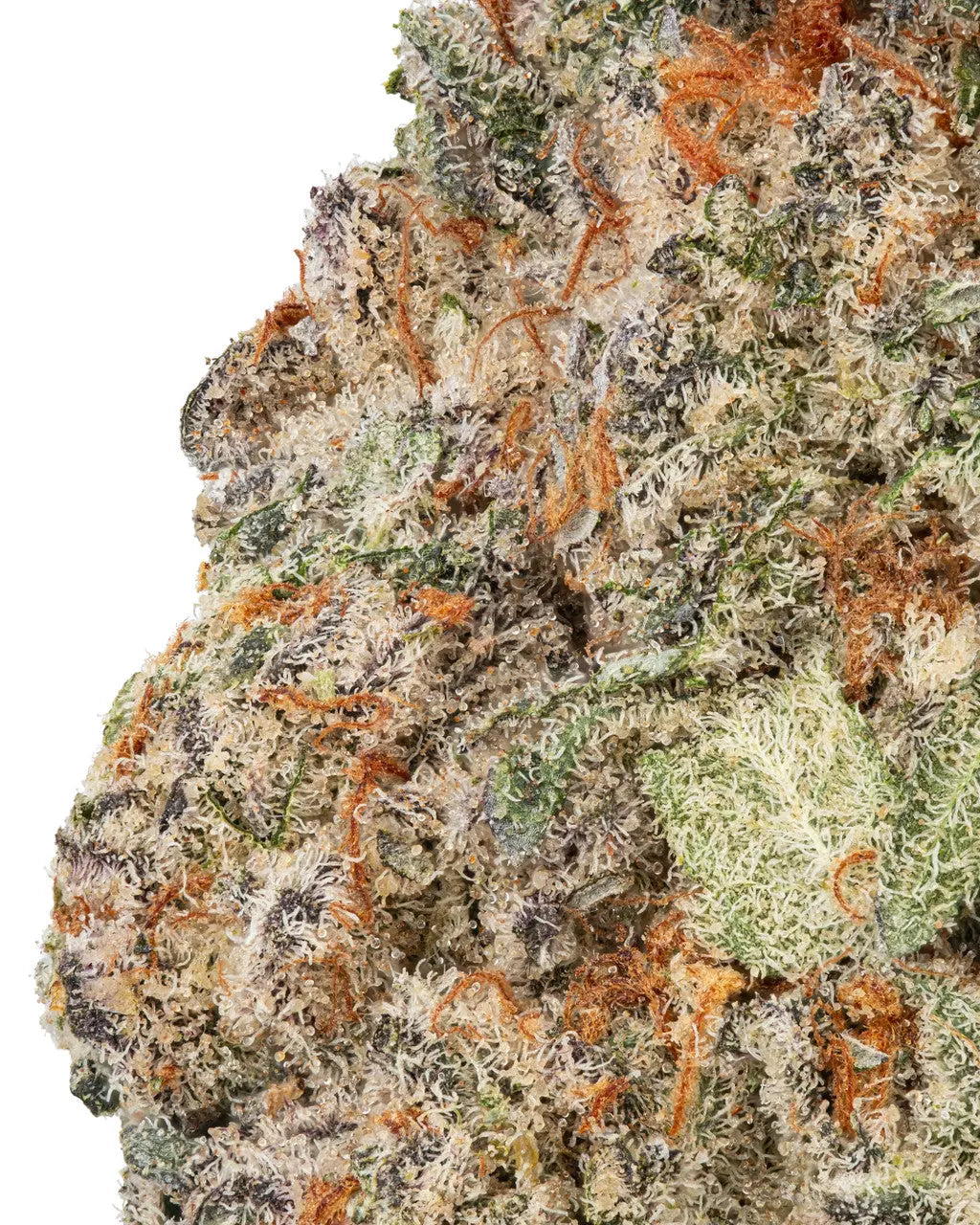 Premium Flower Pink Runtz Hybrid Siesta G  Siesta G Dispensary