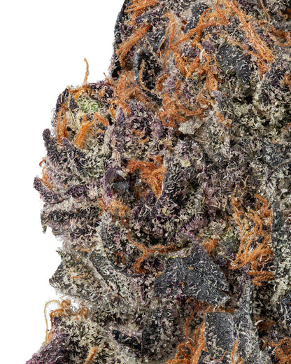 Pink Rose Hybrid - Indica