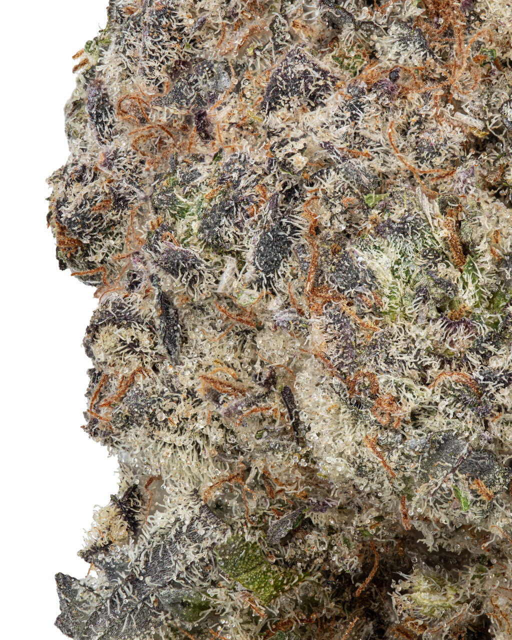 Pink Warheads Hybrid Indica