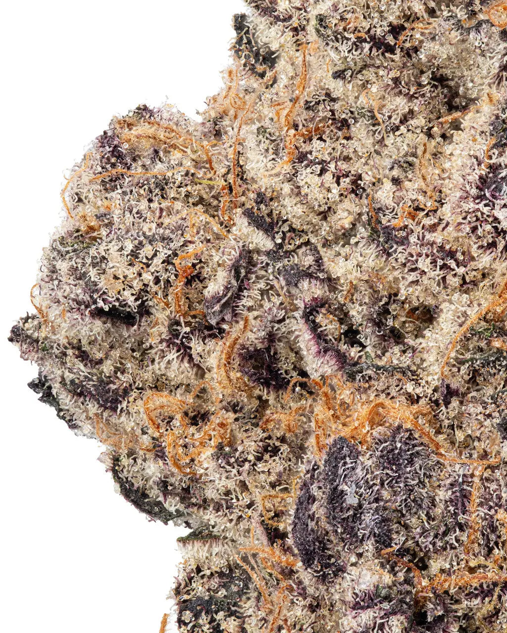 Premium Flower Purple Tesla Indica Siesta G  Siesta G Dispensary