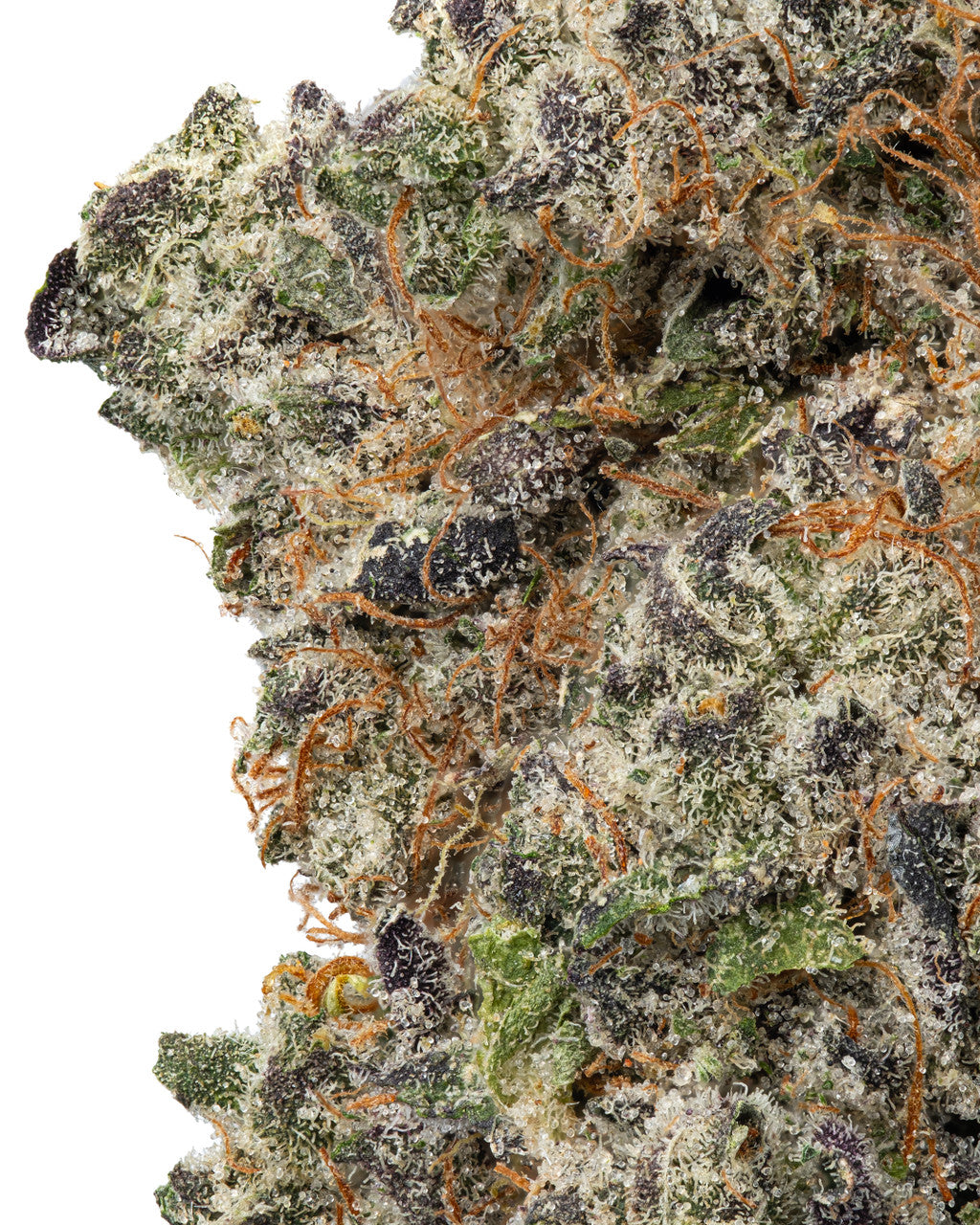 Purple Panty Dropper Indica-Hybrid