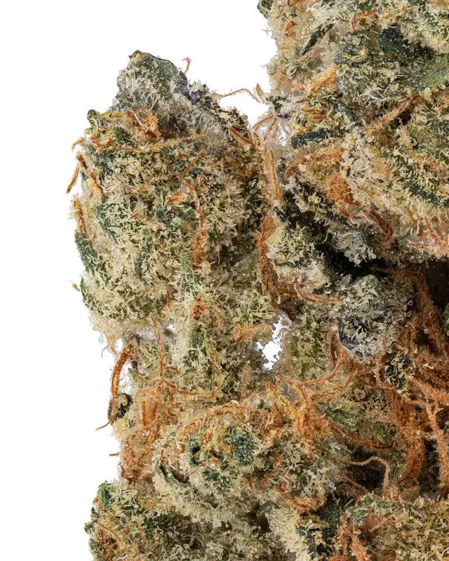 Premium Flower Rainbow Runtz Exotic - Indica Budzburn Siesta G Dispensary