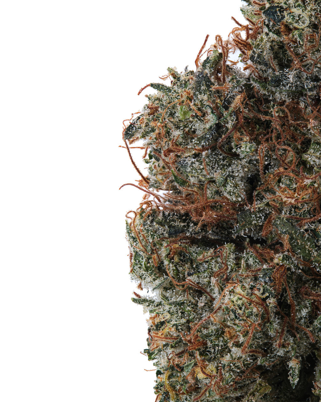 Premium Flower Rainbow Gas Indica Siesta G Siesta G