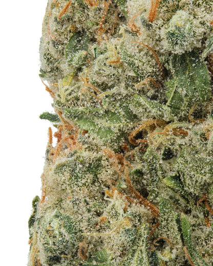 Premium Flower Sour Diesel Hybrid Paradise Hemp CO Siesta G Dispensary