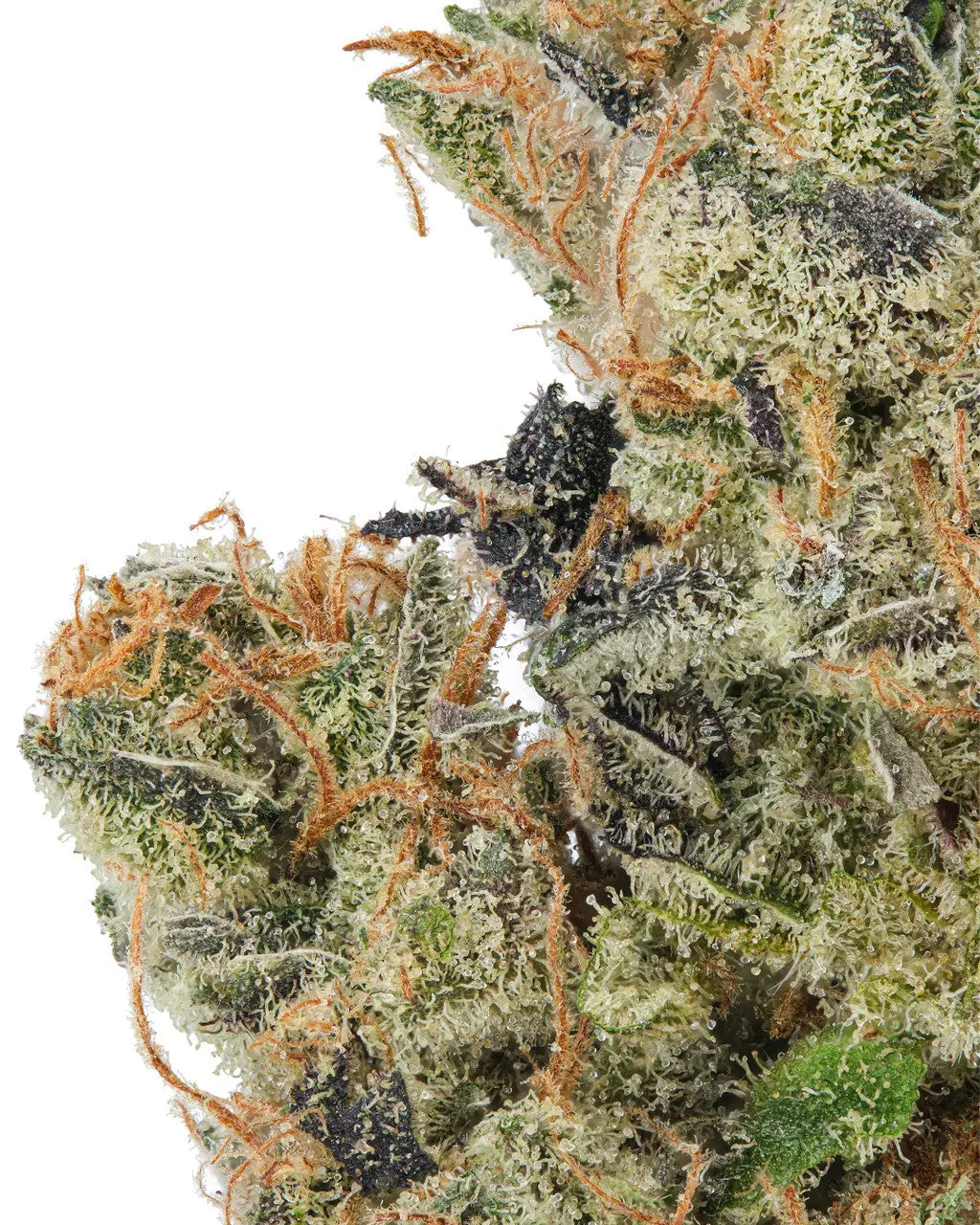 Premium Flower Stardawg Hybrid Alternative Health Distributioin Siesta G Dispensary