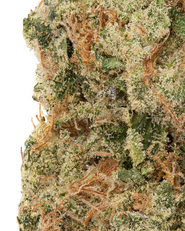 Premium Flower Strawberry Guava Hybrid Siesta G Siesta G