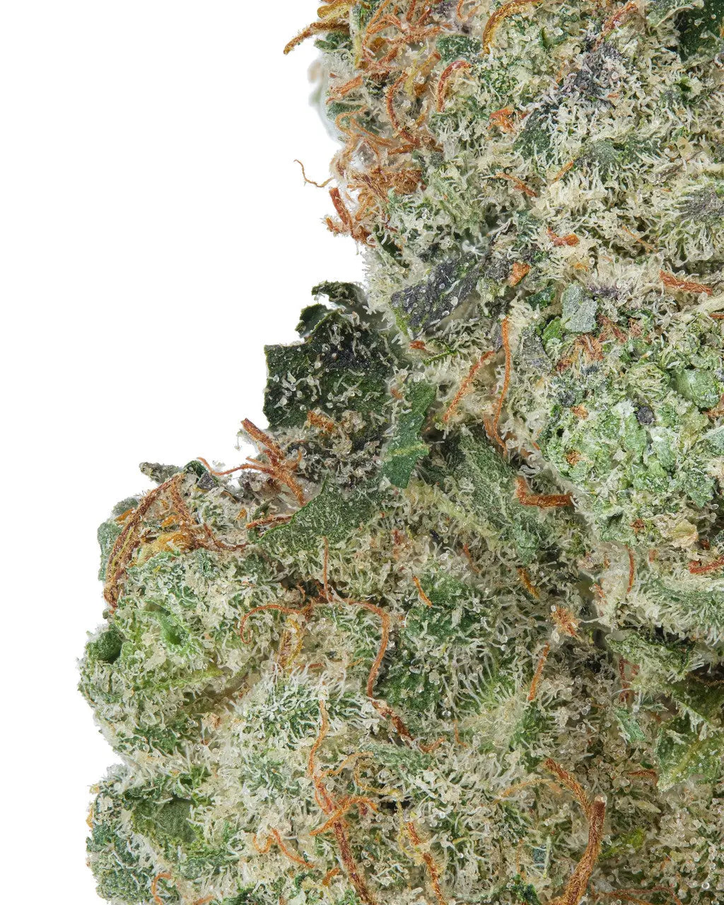 Premium Flower Super Silver Haze Siesta G  Siesta G Dispensary