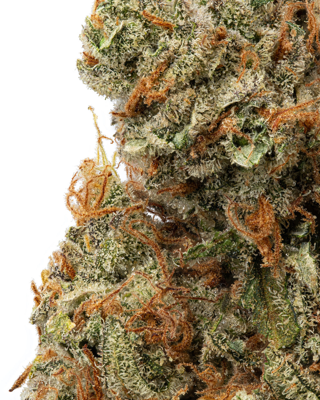 Super Jack Sativa