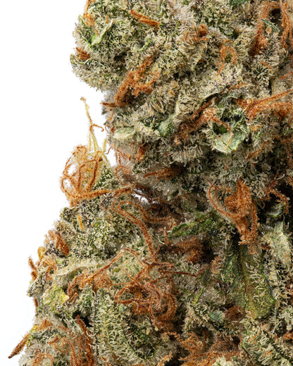 Super Jack Sativa