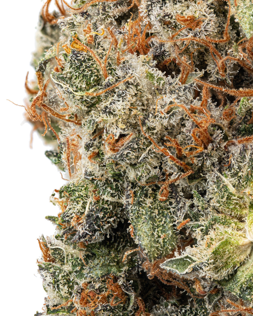 Truffle Butter Indica