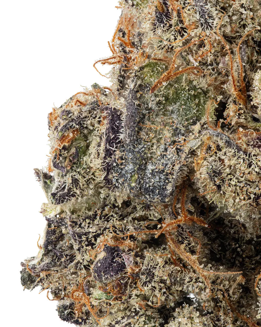 Premium Flower White Gushers Hybrid Siesta G Siesta G Dispensary