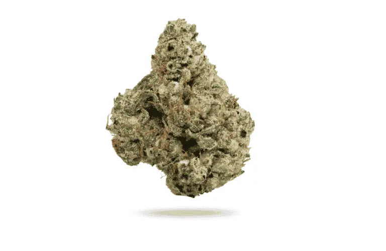 Premium Flower XJ-13 Hybrid Siesta G  Siesta G Dispensary