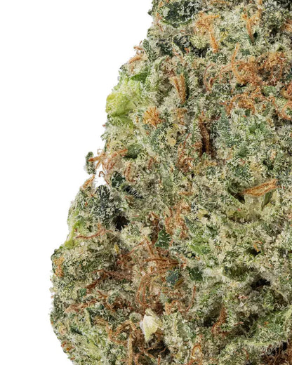 Premium Flower Zativa Sativa Siesta G  Siesta G Dispensary