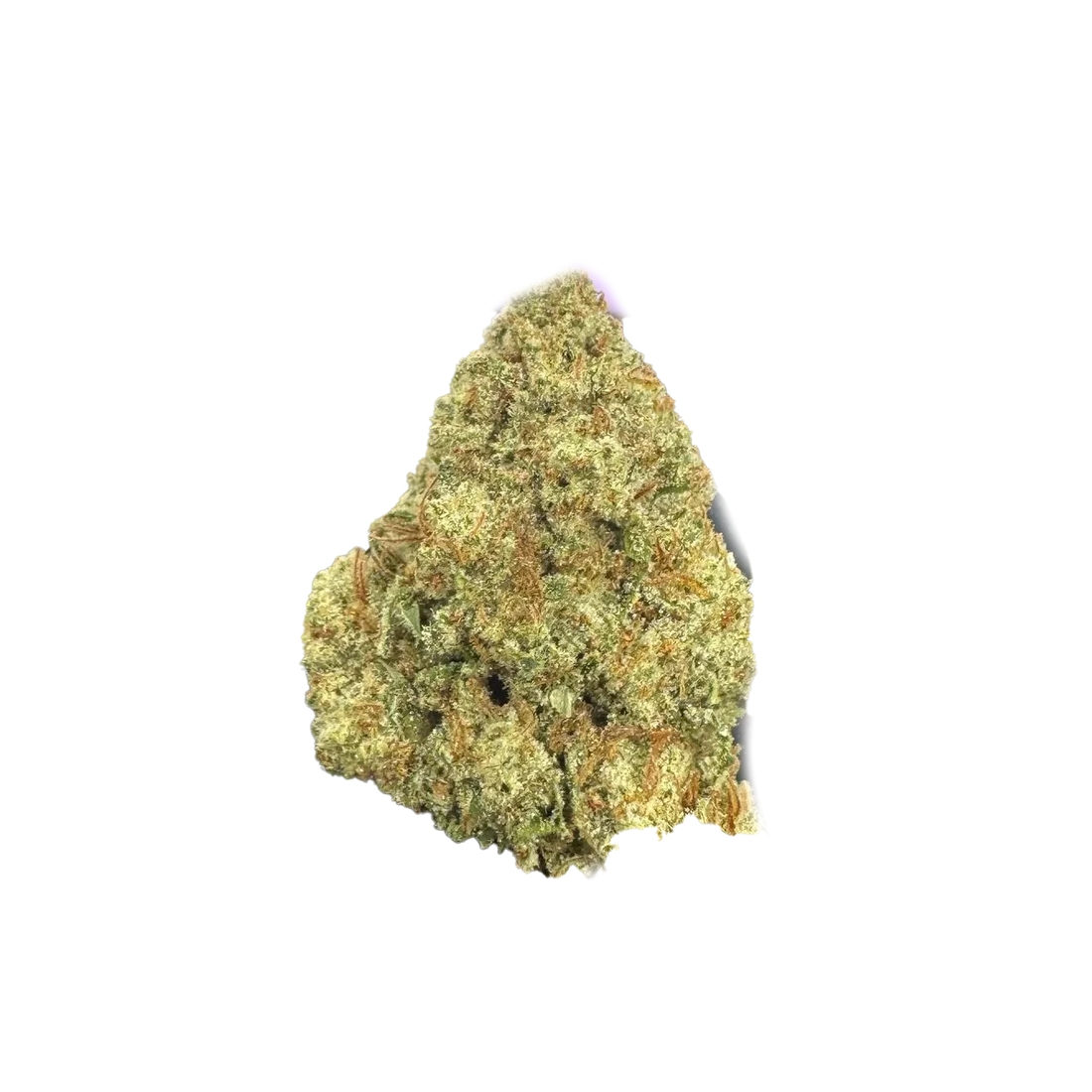 Premium Flower Berry Blender Hybrid Siesta G Siesta G