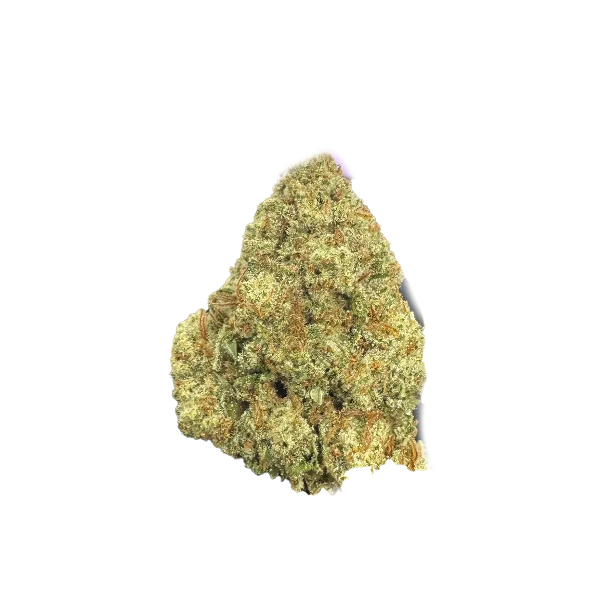 Premium Flower Berry Blender Hybrid Siesta G Siesta G